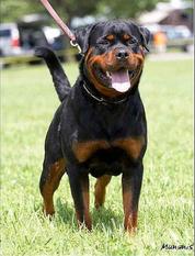 Achilles vom Bochrahmer Achilles vom Bochrahmer