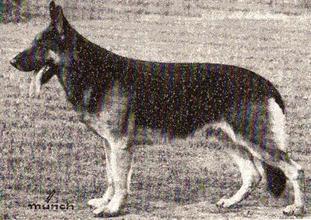 Benno vom Giesental Benno vom Giesental