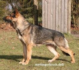 Loki von Lünsholz Loki von Lünsholz