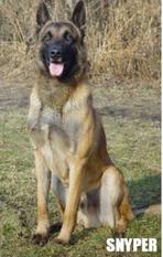 Snyper de Nelly des Beaux Peupliers Snyper de Nelly des Beaux Peupliers