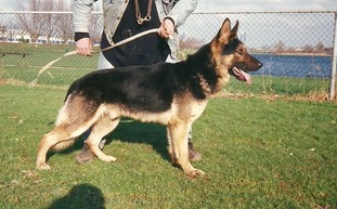 Mijn Jochie vom Sennertal Mijn Jochie vom Sennertal