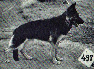 Dixi vom Rhodeberg Dixi vom Rhodeberg