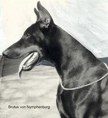 Brutus von Nymphenburg Brutus von Nymphenburg