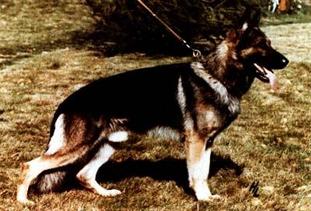 Wanko von der Maaraue Wanko von der Maaraue