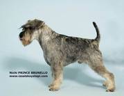 Nichi Prince Brunello