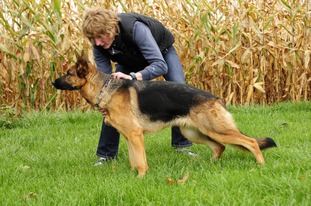 Allie vom Haus Roko Allie vom Haus Roko