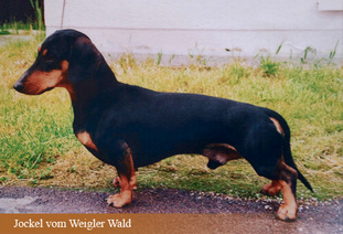 Jockel vom Weigler Wald Jockel vom Weigler Wald