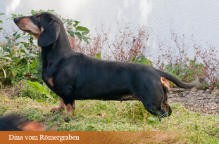 Dina vom Römergraben Dina vom Römergraben