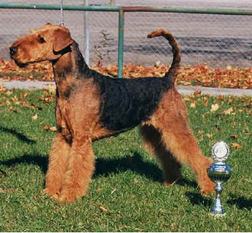 Young Duke's Blaze of Glory Young Duke's Blaze of Glory