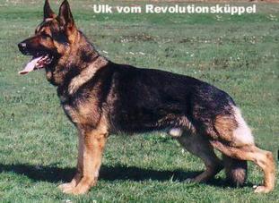 Ulk vom Revolutionsküppel Ulk vom Revolutionsküppel