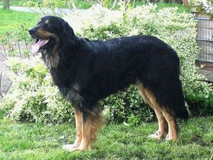 Lord aus dem Emsland Lord aus dem Emsland