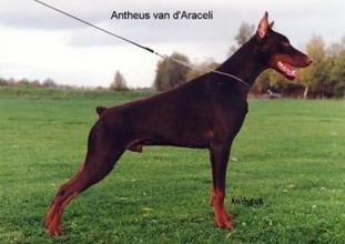 Antheus van d'Araceli Antheus van d'Araceli