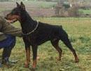 Castor von der Mooreiche Castor von der Mooreiche