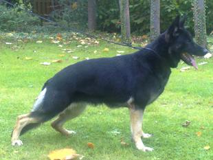 Nala vom Haus Larwin Nala vom Haus Larwin