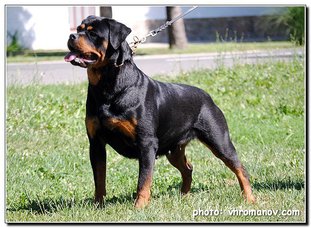Dida von Haus Drazic Dida von Haus Drazic