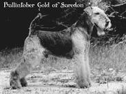 Ballintober Gold of Saredon