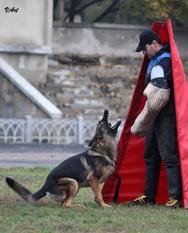Omar Zoterhund Omar Zoterhund
