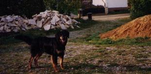 Lissy vom Schondratal Lissy vom Schondratal