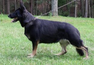 Yena vom Haus Pürkner Yena vom Haus Pürkner