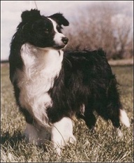 Aberdeenboy Of Clan-Abby Aberdeenboy Of Clan-Abby