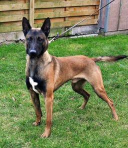 Idefix van de Duvetorre Idefix van de Duvetorre