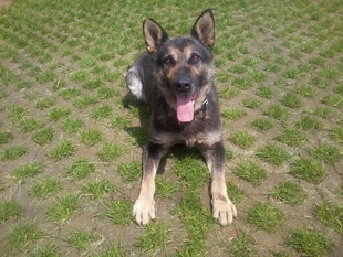 Janie Policia-Slovakia Janie Policia-Slovakia