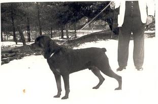 Brutus vom Georgshof Brutus vom Georgshof
