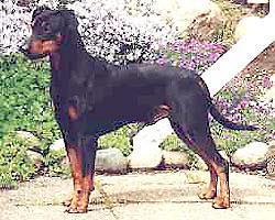 Gribbans Arno Gribbans Arno