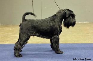 Canine Connection's Flaggstaff Canine Connection's Flaggstaff