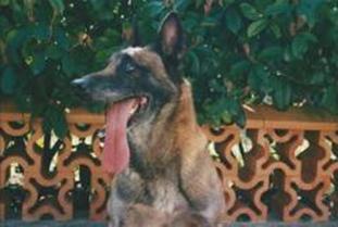 Jerck des Loups Mutins Jerck des Loups Mutins