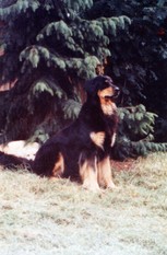 Dixi von der Elbperle Dixi von der Elbperle