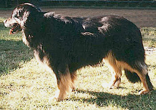 Bionda von Arminius Bionda von Arminius