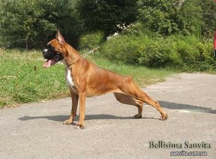 Bellisima SanVita Bellisima SanVita