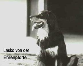 Lasko von der Ehrenpforte Lasko von der Ehrenpforte