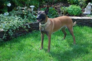 Ronja le Bosseur Ronja le Bosseur