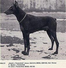Meckie von Fürstenfeld Meckie von Fürstenfeld
