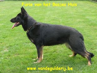 Furie van het Basjes Huis Furie van het Basjes Huis