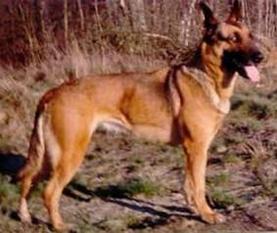 Sheila NHSB 1452669 (Bos) Sheila NHSB 1452669 (Bos)