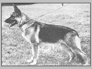 Sissi von der Wienerau Sissi von der Wienerau