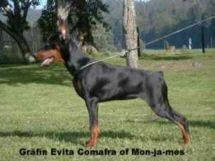 Gräfin Evita Comafra of Mon-Ja-Mes Gräfin Evita Comafra of Mon-Ja-Mes