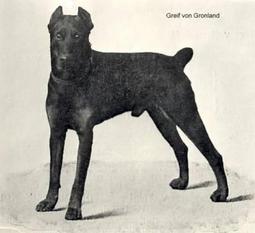 Greif von Grönland Greif von Grönland