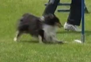 Micky Zorro vom Hochmoor Micky Zorro vom Hochmoor
