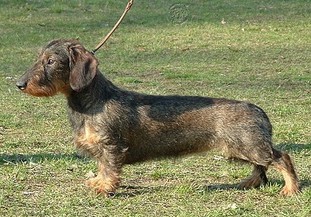 Lorraine vom Tannenwichtl Lorraine vom Tannenwichtl