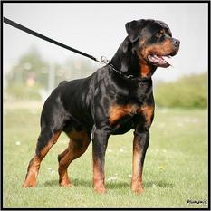 Dunjo von Shambala Dunjo von Shambala
