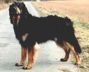 Junior von Ascona Junior von Ascona