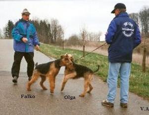 Falko vom Haßgau Falko vom Haßgau