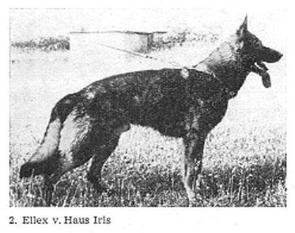 Ellex vom Haus Iris Ellex vom Haus Iris