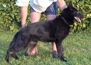 Dixie von Spitzbubezwinger Dixie von Spitzbubezwinger