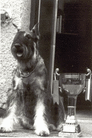 Myrtill Schnauzervari
