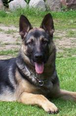 Ajax von Quithara Ajax von Quithara